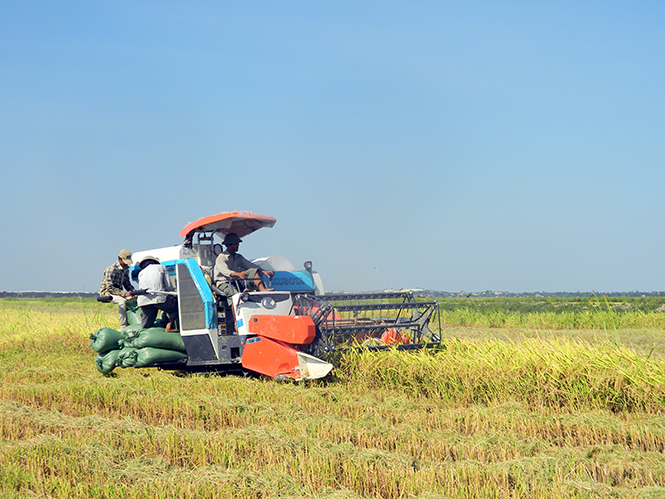 Mở rộng diện tích lúa hè-thu ở Lệ Thủy: Bài toán chưa có lời giải thỏa đáng