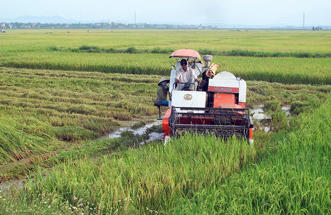 Quảng Trạch quyết tâm giành thắng lợi vụ hè-thu