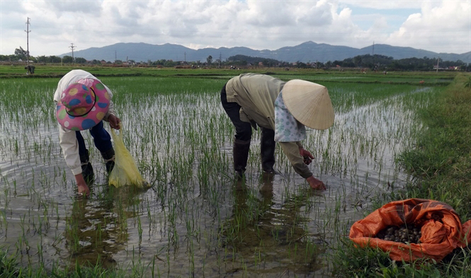 Bùng phát ốc bươu vàng hại lúa