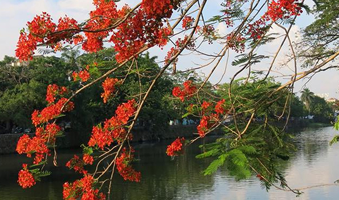 Chùm thơ về mùa hạ