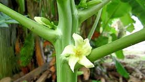 Hoa đu đủ đực, thức ăn nên thuốc