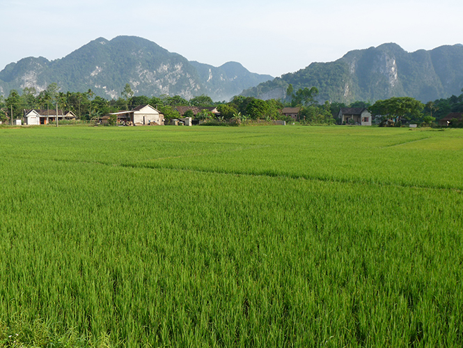 Thu về