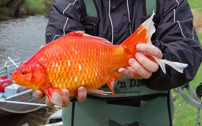 Phát hiện nhiều con cá vàng có kích thước lớn bất thường