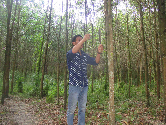 Chuộc lỗi với rừng
