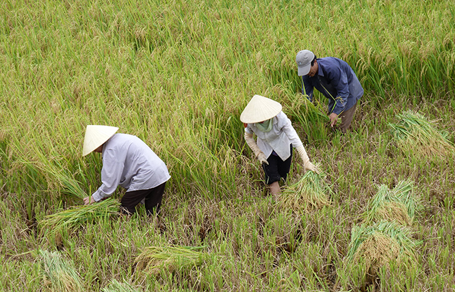 Thêm một vụ hè-thu thắng lợi