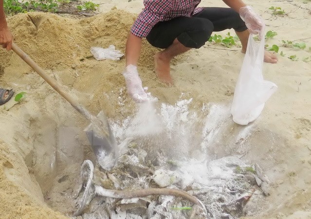 Hà Tĩnh tiêu hủy gần 12 tấn hải sản không bảo đảm an toàn