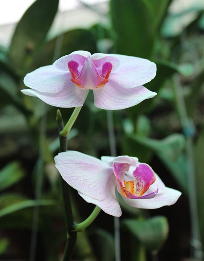 Những bông hoa