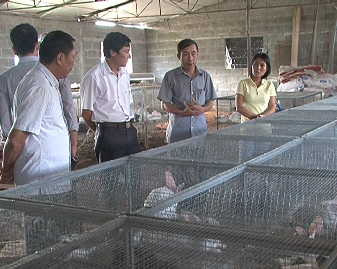 Một mô hình chăn nuôi thỏ hiệu quả
