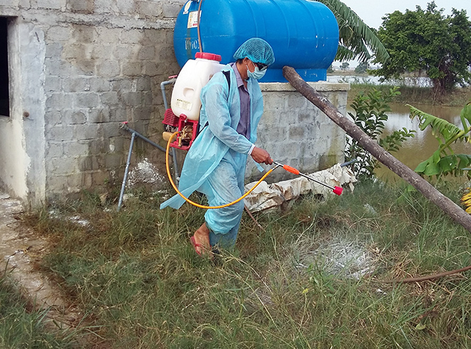 Khôi phục đàn gia súc, gia cầm sau lũ