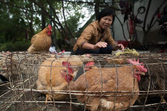 Thêm trường hợp tử vong do nhiễm cúm gia cầm H5N6 tại Trung Quốc
