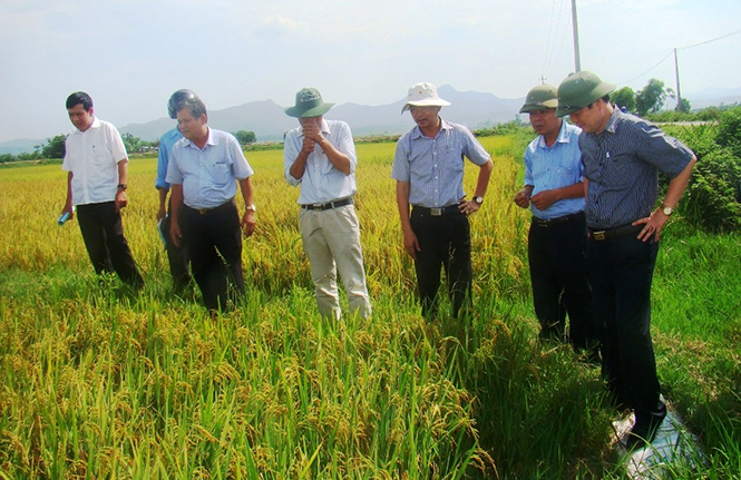 Trồng lúa hữu cơ, hướng đi mới cho bà con nông dân