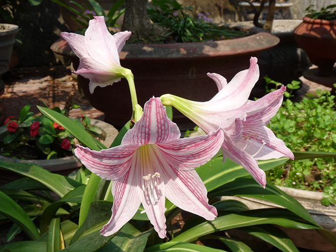 Xuân về trên cánh hoa