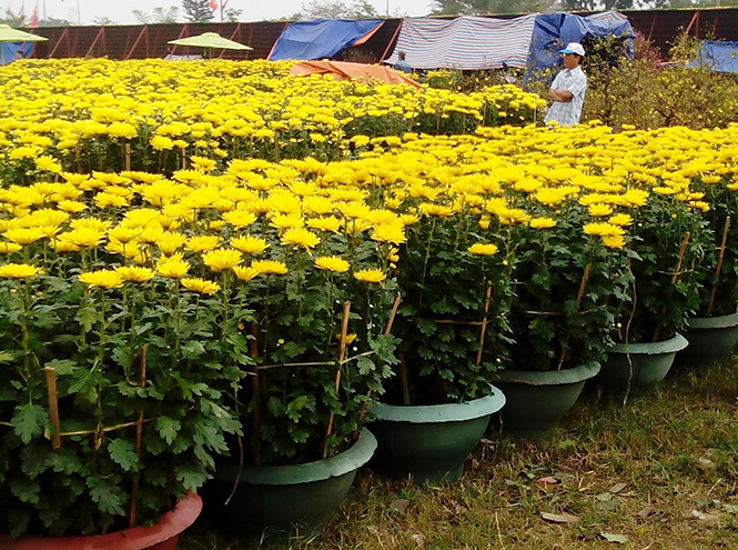 Lý Trạch tập trung chăm sóc hoa phục vụ tết