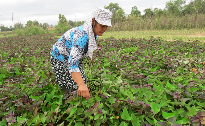 "Sâm đất"Bảo Ninh