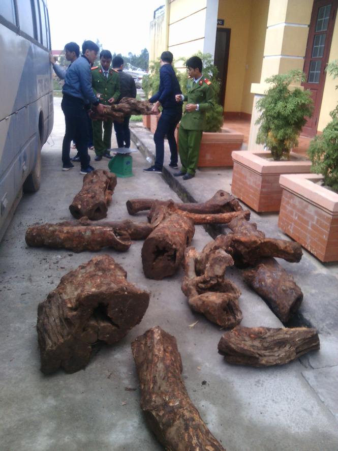 Thu giữ hơn 400kg gỗ hương giáng được vận chuyển bằng xe khách