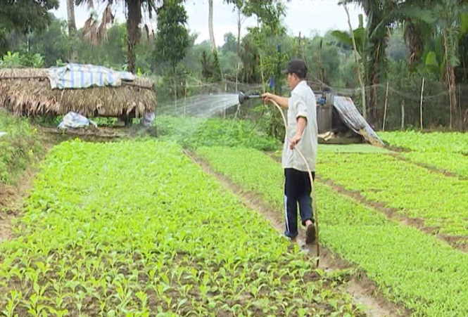 Tuyên Hóa: Chuẩn bị rau màu phục vụ thị trường Tết