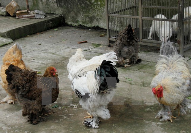Năm Dậu nói chuyện con gà trong kho tàng văn hóa Việt Nam