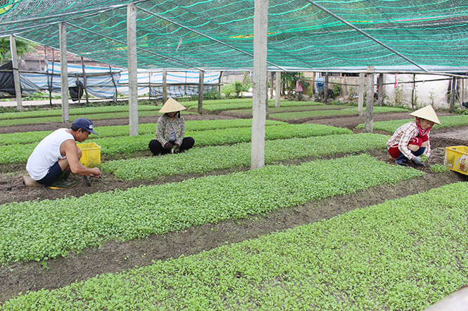 Ngày mới của nhà nông Lệ Thuỷ