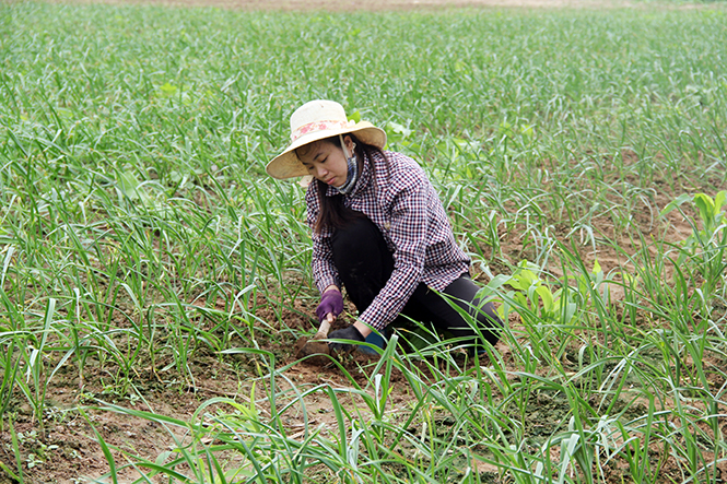 Để thương hiệu tỏi Quảng Minh vươn xa