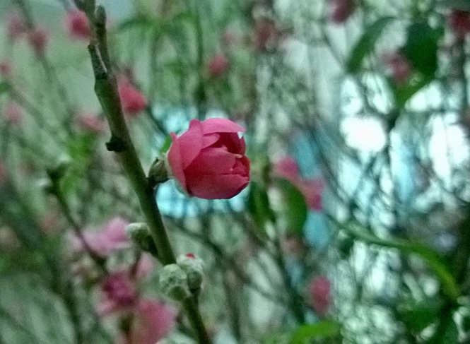 Báo Tết
