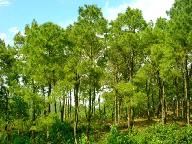 Về Ba Trại