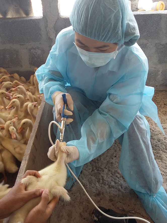 Chủ động phòng, chống dịch cúm gia súc, gia cầm