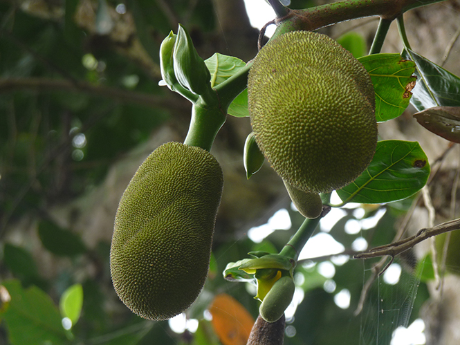 Tìm về bóng mẹ