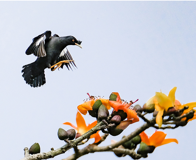 Bồi hồi tháng ba