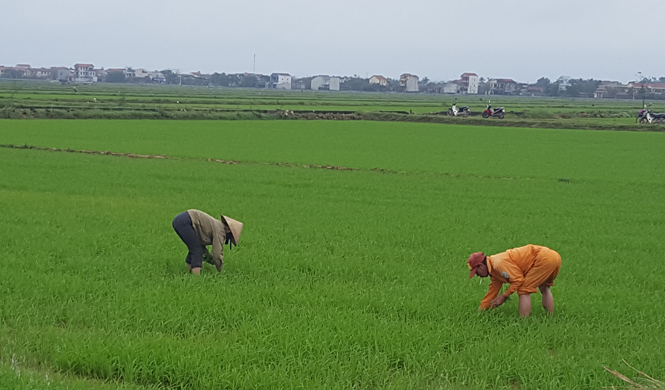 Tích cực phòng, trừ bị bọ trĩ gây hại lúa