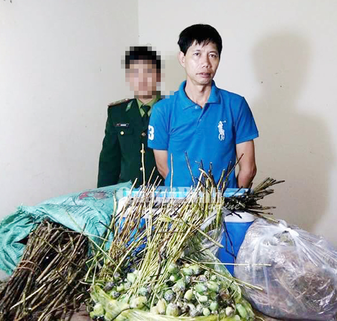 Bắt các đối tượng vận chuyển cây thuốc phiện từ Lào về Việt Nam