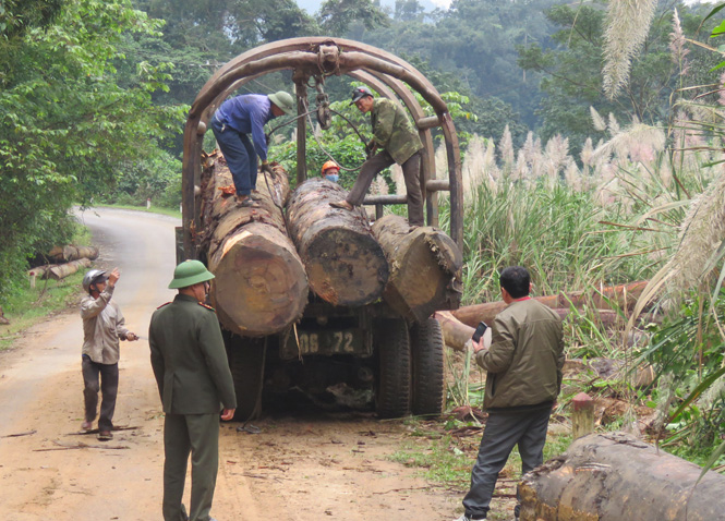 Kể từ năm 2017, thực hiện việc đóng cửa rừng tự nhiên