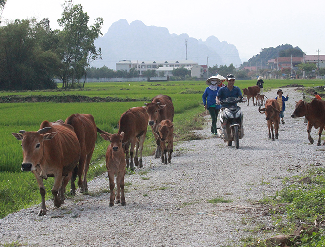 Miền nắng ngọt