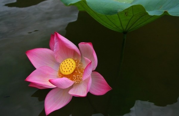 Lời ru của mẹ