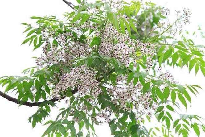 Tiếng giao mùa