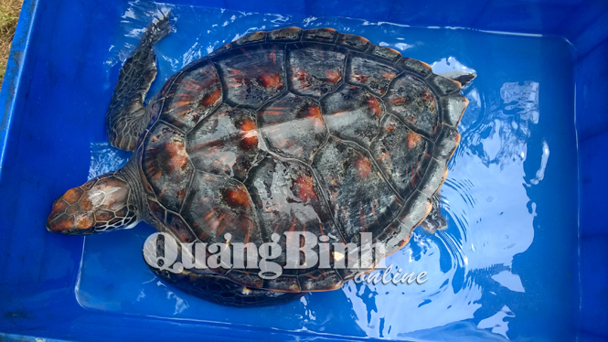 Thả rùa quý về biển