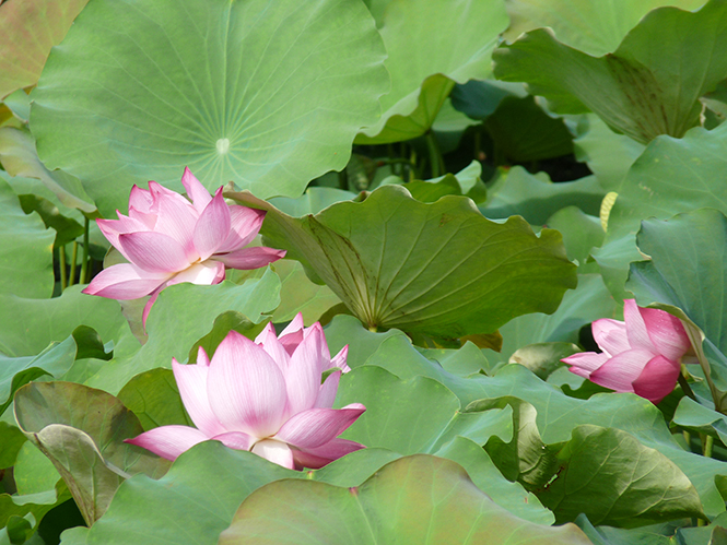 Người Quảng Xá