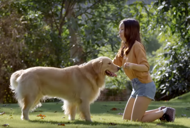 Bài hát cho ai từng có bạn thơ bé là chú chó cưng