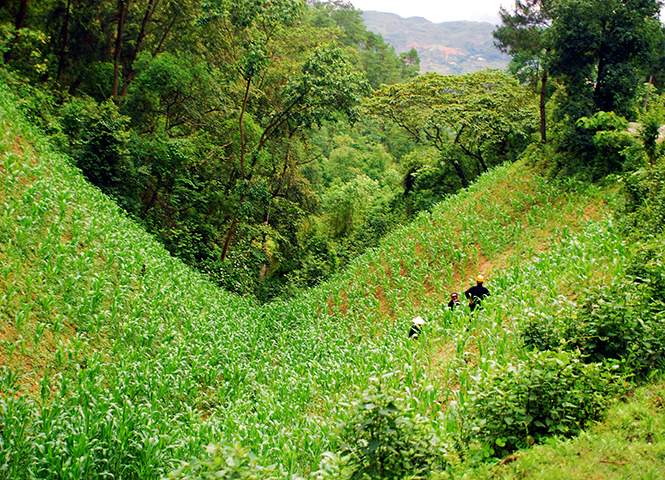 Nương ngô trên yên ngựa