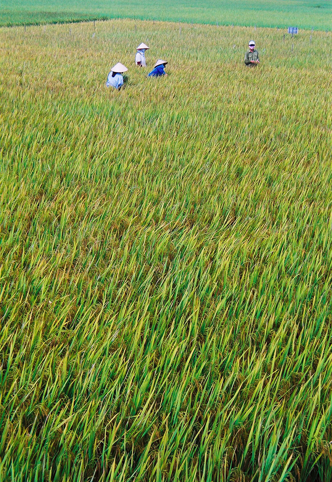 Chùm thơ về ngày mùa