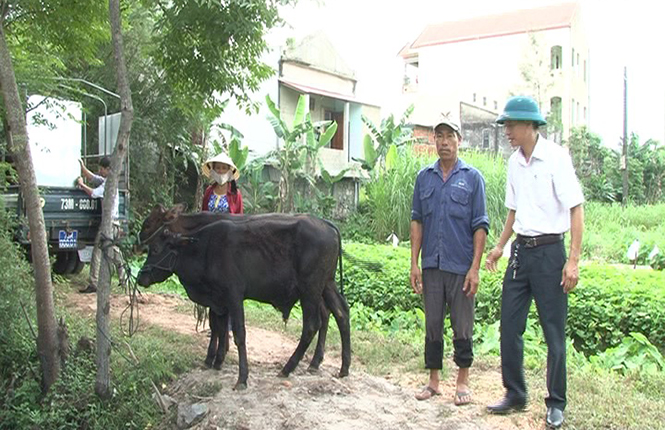 Lệ Thủy: Nuôi thử nghiệm bò Zebu