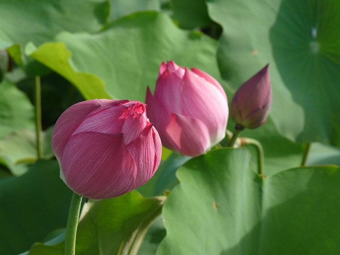 Chùm thơ về Bác Hồ