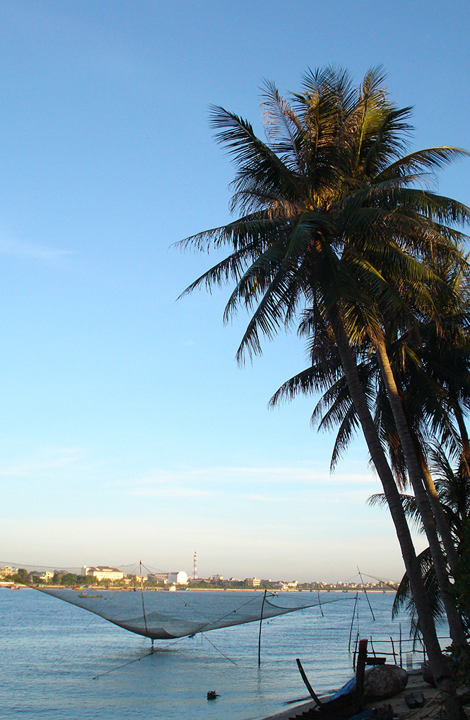 Cây dừa Bảo Ninh