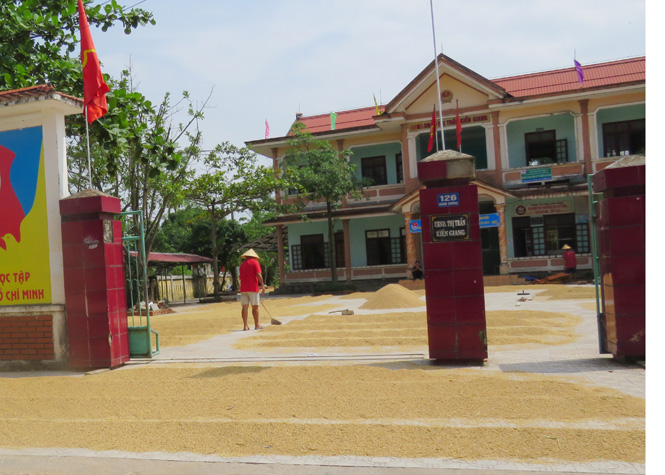 Đường giao thông nội thị bị biến thành sân phơi thóc