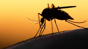 Tích cực phòng, chống dịch bệnh sốt xuất huyết và Zika