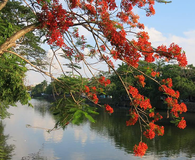 Cho mùa phượng vĩ