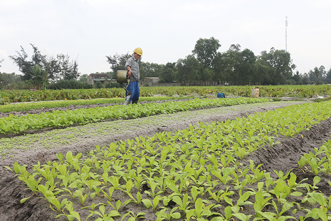 Nông dân và những "khoảng trống" lệch giá