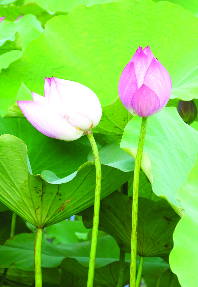 Quê ta nguyện mãi                  theo lời Bác!