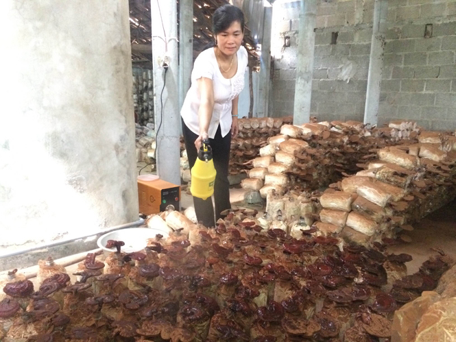 Quảng Ninh: Gần 11 nghìn hộ đăng ký "Nông dân sản xuất, kinh doanh giỏi"