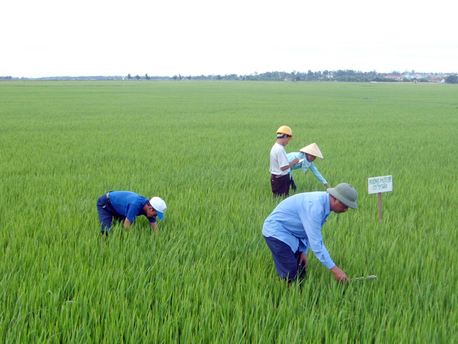 Toàn tỉnh có hơn 1.000ha lúa nhiễm rầy lưng trắng