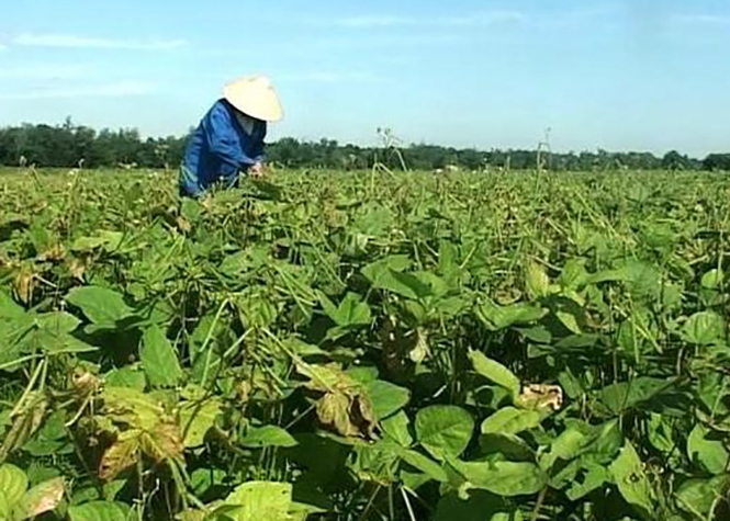 Xã An Thủy: Hiệu quả từ cây đậu đen xanh lòng